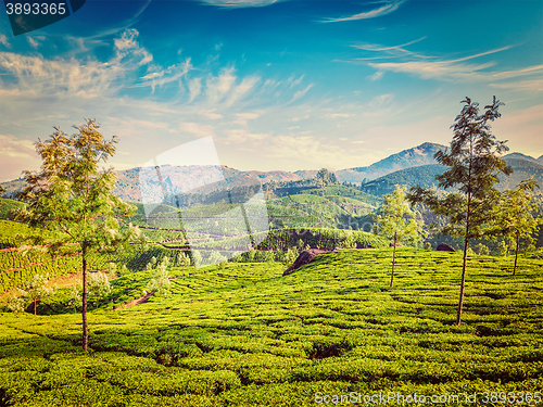 Image of Tea plantations, Munnar, Kerala state, India