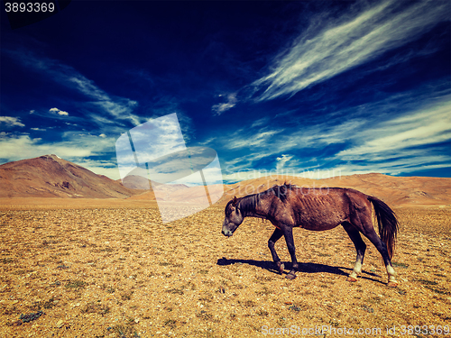 Image of Horse in Himalayas