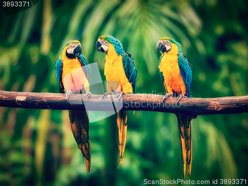 Image of Blue-and-Yellow Macaw in jungle