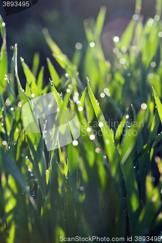 Image of Water drops and grass