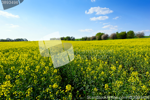 Image of Field of rapeseed in spring