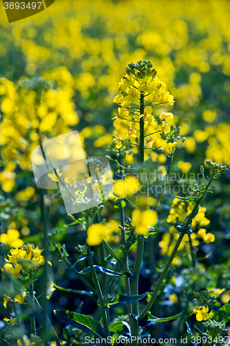 Image of Rapeseed blossoms
