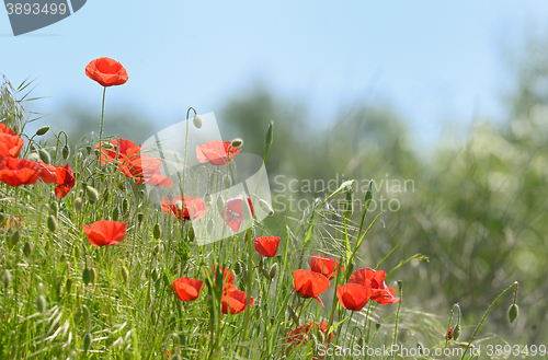 Image of wild poppy flowers