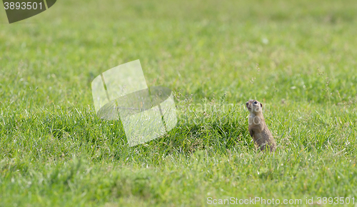 Image of prairie dog on field