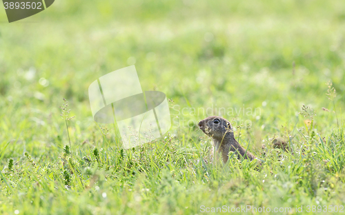 Image of prairie dog on field