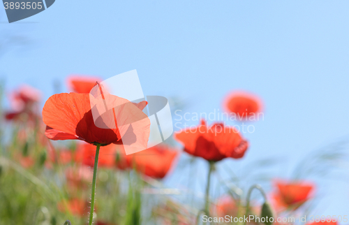 Image of wild poppy flowers