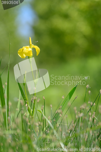 Image of yellow flag blooming