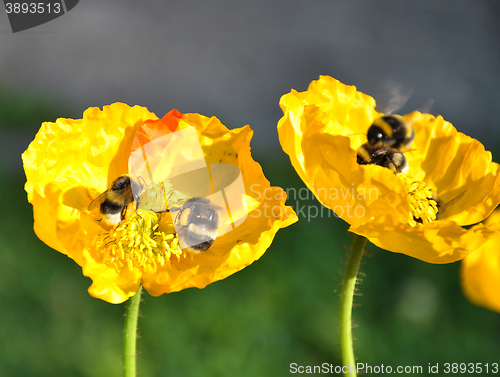 Image of Iceland poppy with bumblebees