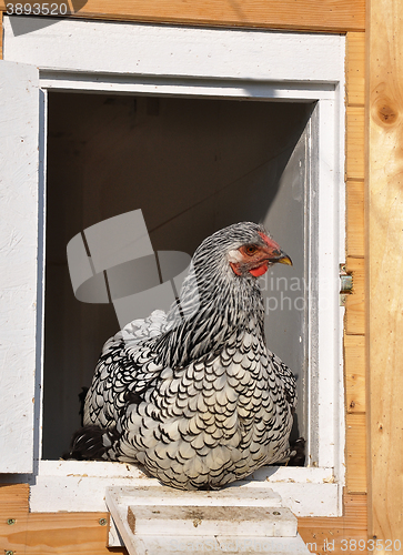 Image of Wyandotte in front of chicken house