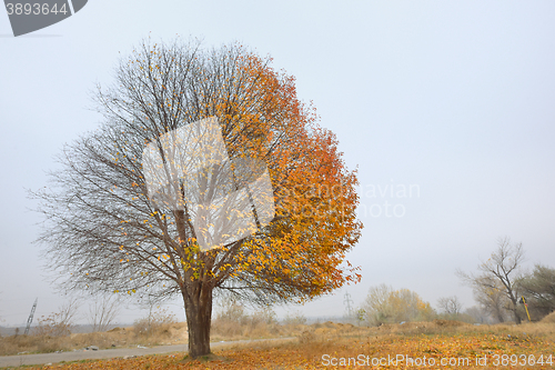 Image of Alone birch tree 