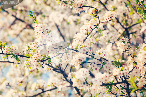 Image of Apple tree blossoming branch