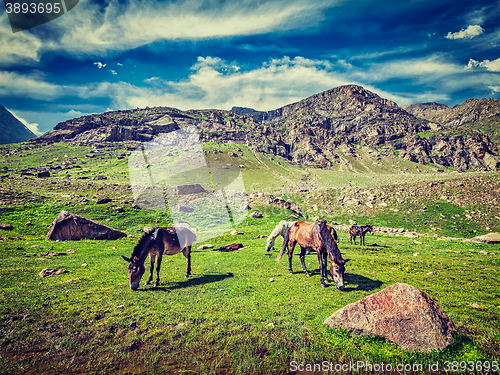 Image of Horses grazing in Himalayas