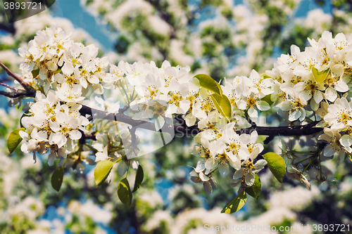 Image of Apple tree blossoming branch