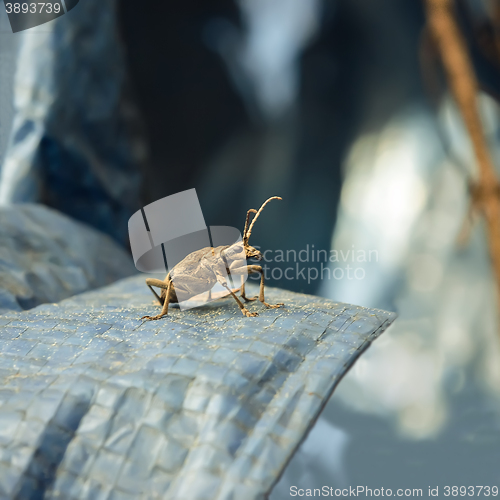 Image of Beetle lumberjack closeup