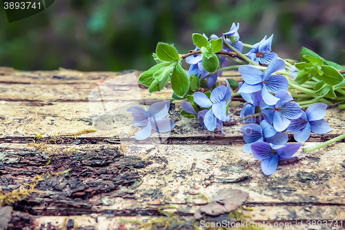 Image of Forest violet on a background of an old tree trunk