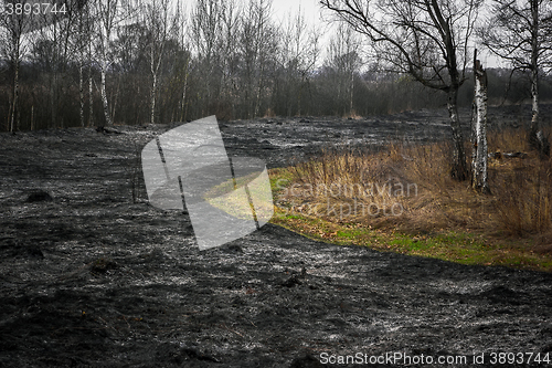 Image of Effects of burning dry grass in the forest