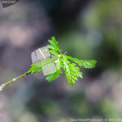 Image of Ant on the young oak leaf