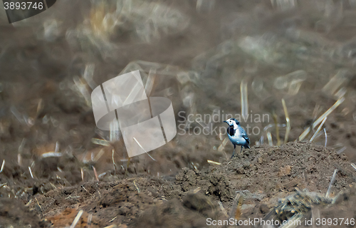 Image of Wagtail walking on the ground