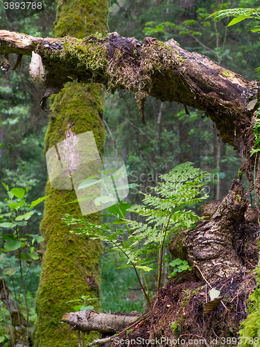 Image of Moss and fern closeup