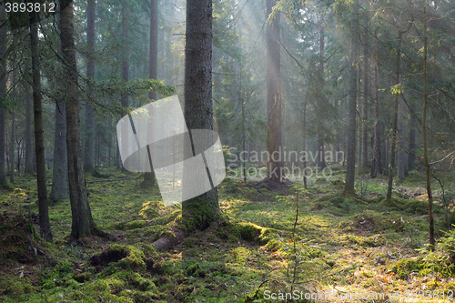 Image of Sunbeam entering old coniferous stand of Bialowieza Forest