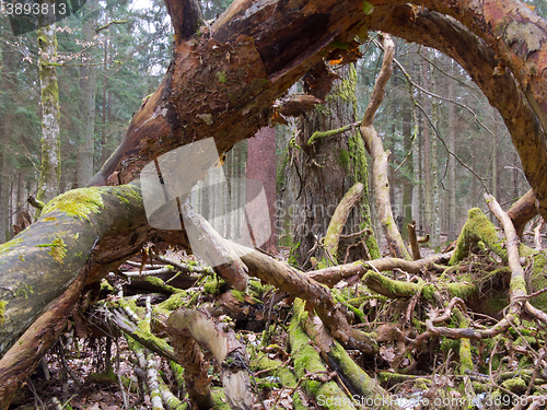 Image of Moss wrapped broken branch lying