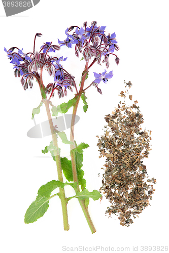 Image of Borage Herb