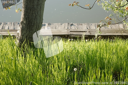 Image of Green Grass Field