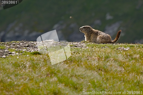 Image of Marmot in it\'s hole