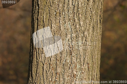 Image of Tree trunk