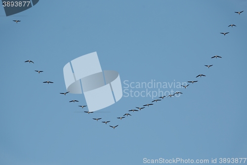 Image of Geese Flying