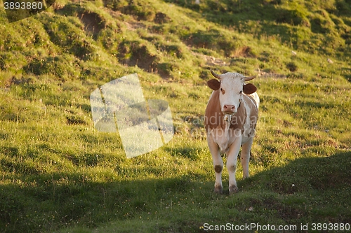 Image of Cows grazing on the hillside