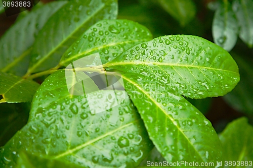 Image of Leaves