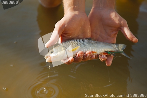 Image of Small fish caught