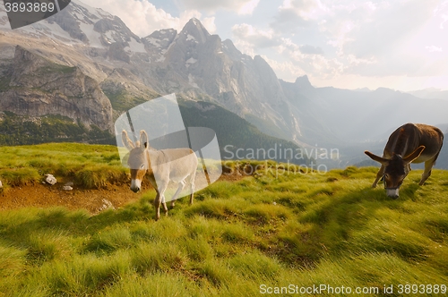 Image of Grazing Donkey in the alp