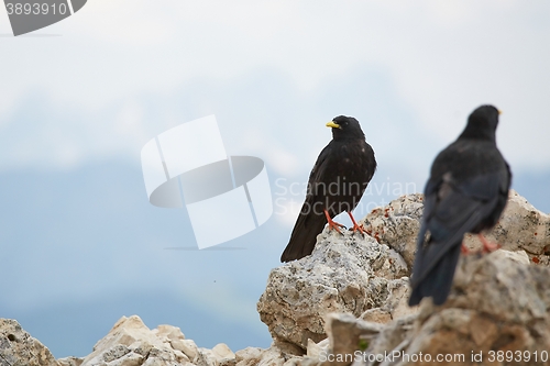 Image of Crows on the Mountain