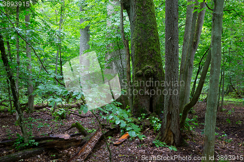 Image of Primeval deciduous stand of natural stand in summertime