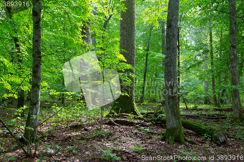 Image of Primeval deciduous stand of natural stand in summertime