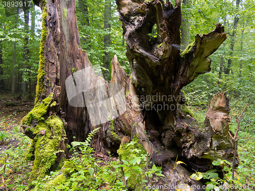 Image of Old hornbeam tree stump from inside