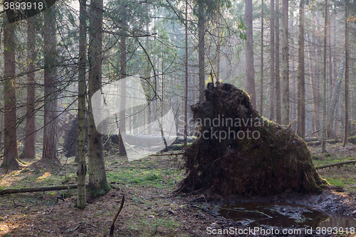 Image of Old giant trees broken down in fall morning mist