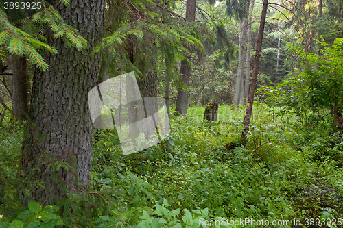 Image of Summertime look of natural alder-carr stand