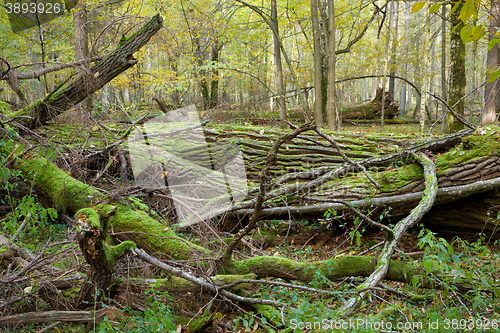 Image of Deciduous stand of Bialowieza Forest in spring