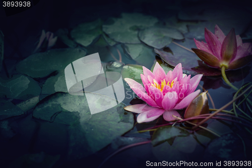 Image of Pink Lotus in vintage style