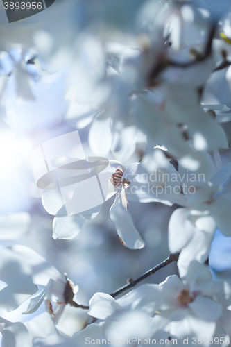 Image of Flowering white magnolia