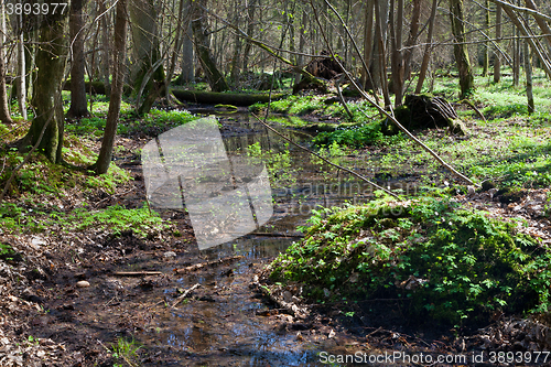 Image of Small stream flowing across springtime deciduous stand