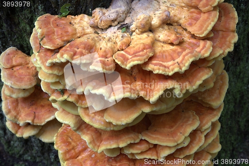 Image of Sulphur Shelf(Laetiporus sulphureus) polypore fungs closeup