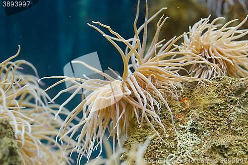 Image of Sea anemone closeup