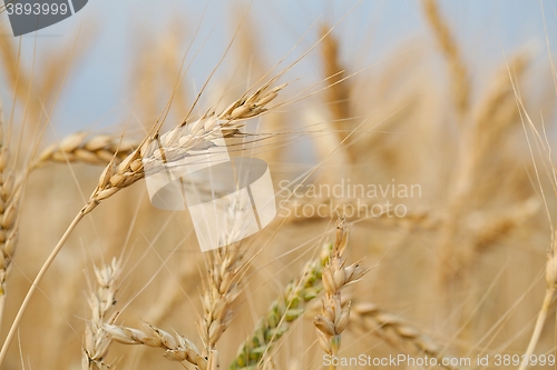 Image of Wheat field detail