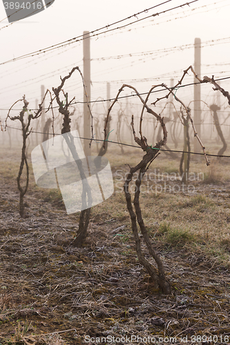 Image of Vineyard in spring