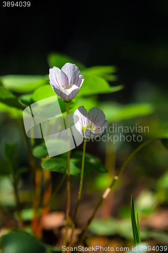 Image of Oxalis flowers at dawn in the forest