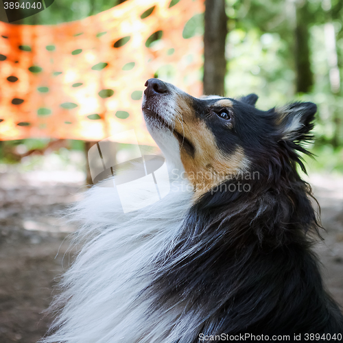 Image of Sheltie dog closeup